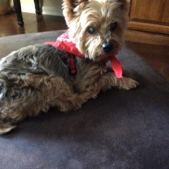 Meet your Posher, Vallory - Picture 1 of 1